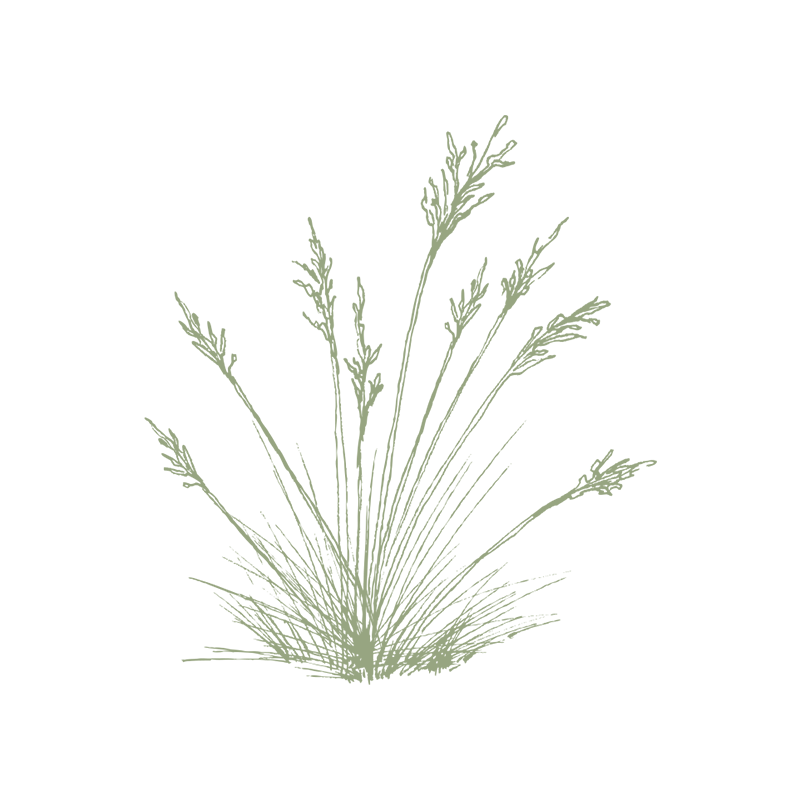 Beach Grass & Dune